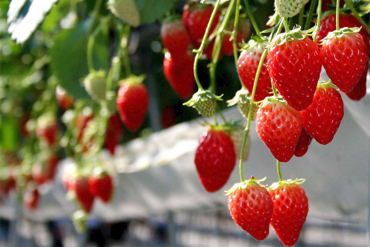 Top 10 places to buy the best strawberries in Da Lat 13