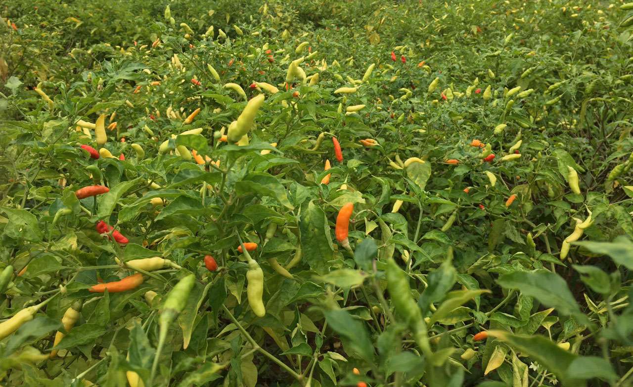 Muong Khuong chili sauce - The rich spicy flavor of the village makes diners remember forever 2