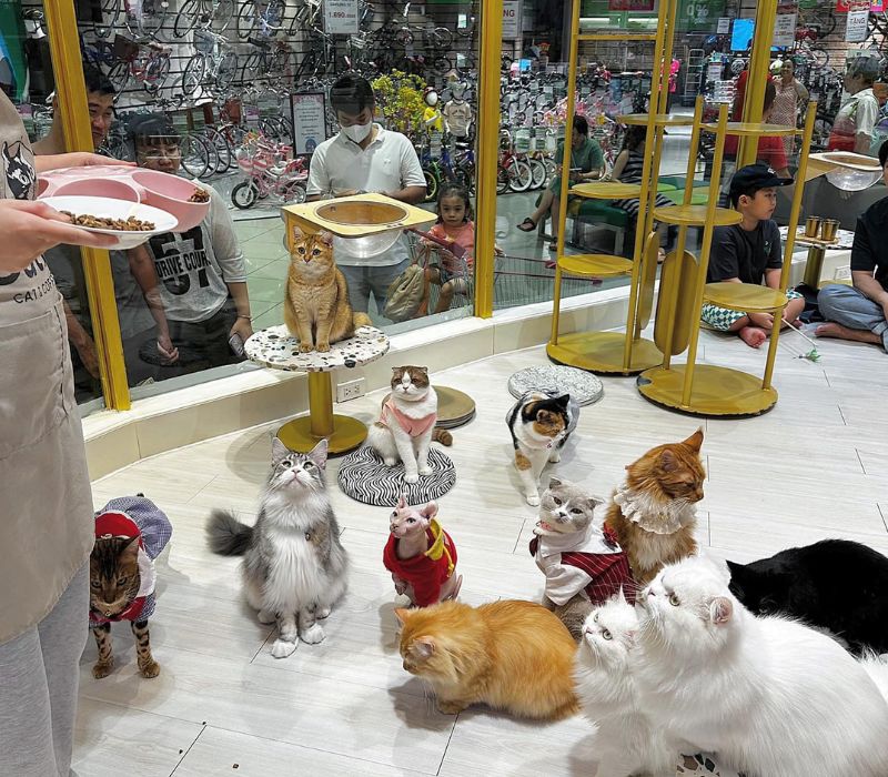 Vi vu cafe Tan Phu, top 12+ hot shops, delicious food, top virtual living 2