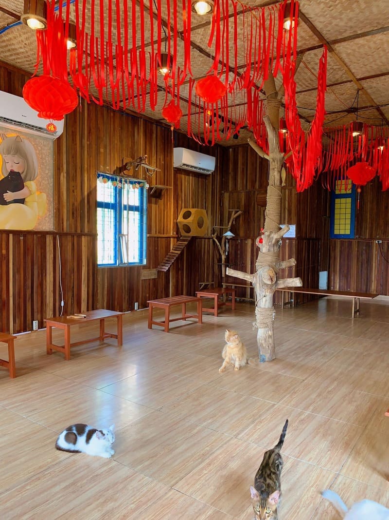 Cat Coffee hamlet, Da Nang: The destination for the souls love cat 6