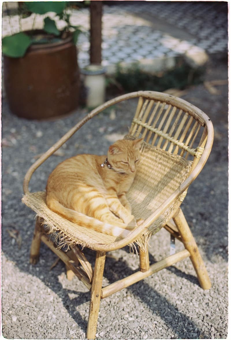 Cat Coffee hamlet, Da Nang: destination for cats love cats 4