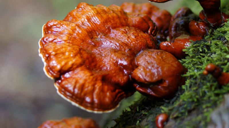 Quang Nam green lim mushroom: precious medicinal herbs from Vietnam forest 3