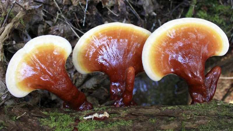 Quang Nam green lim mushroom: precious medicinal herbs from Vietnam forest 4