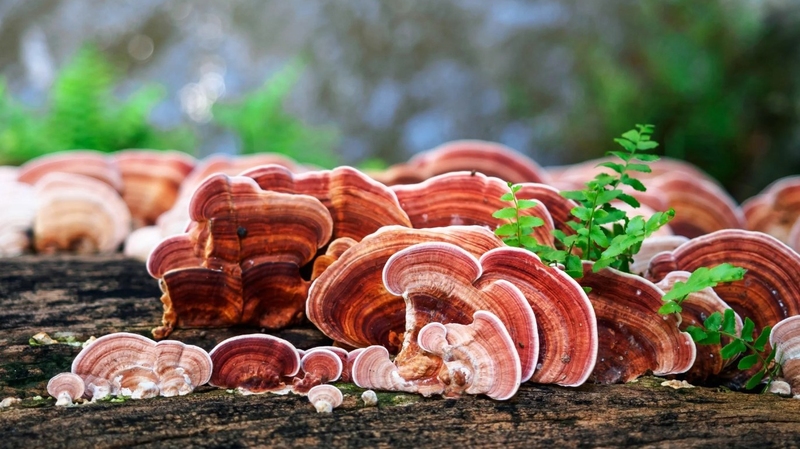 Quang Nam green lim mushroom: precious medicinal herbs from Vietnam forest 5