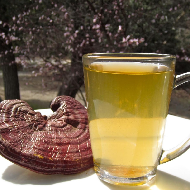 Quang Nam green lim mushroom: precious medicinal herbs from Vietnam forest 6