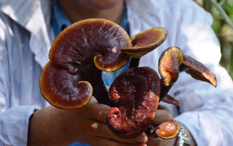 Quang Nam green lim mushroom: precious medicinal herbs from Vietnam forest 8