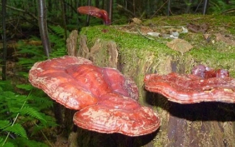 Quang Nam green lim mushroom: precious medicinal herbs from Vietnam forest 9