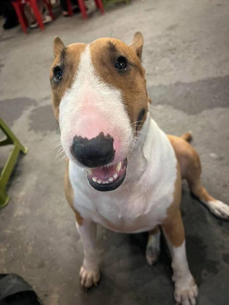 Grilled Beo: The restaurant has a 