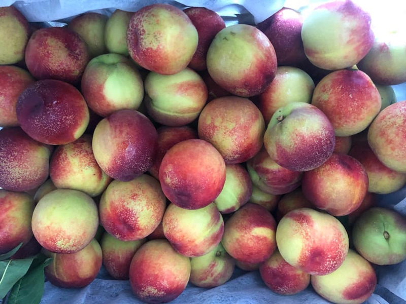 Sapa peaches: Sweet flavor from Northwest mountain rattan 2