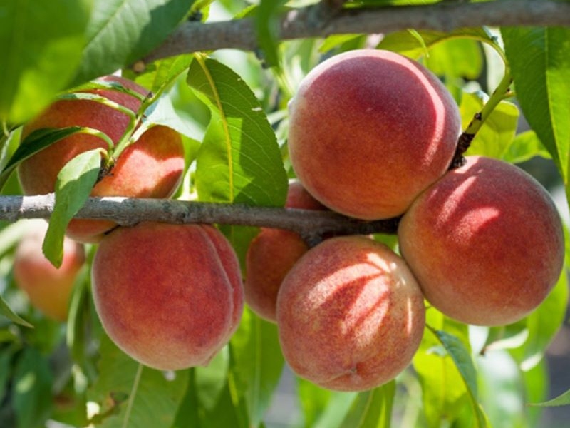 Sapa peaches: Sweet flavor from Northwest mountain rattan 3