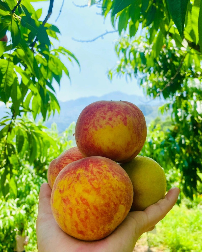 Sapa peaches: Sweet flavor from Northwest mountain rattan 4