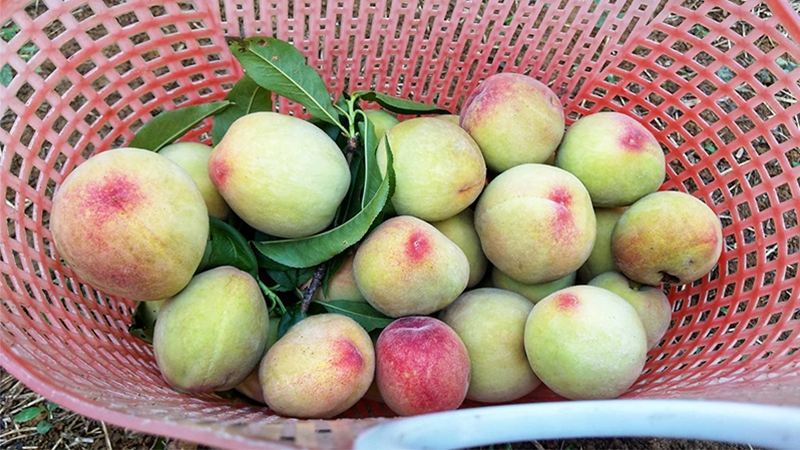 Sapa peaches: Sweet flavor from Northwest mountain rattan 5