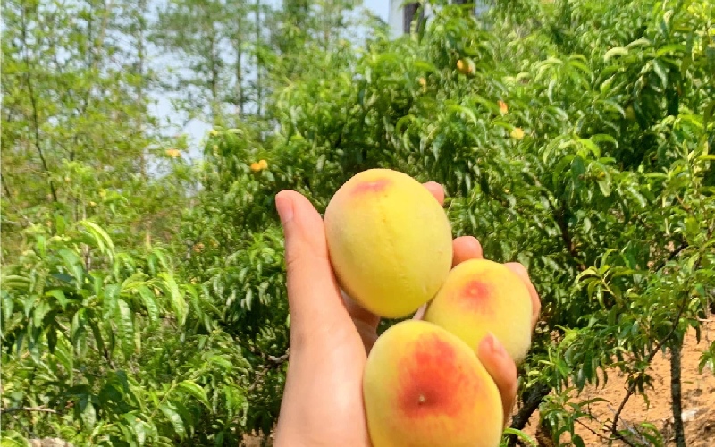 Sapa peaches: Sweet flavor from Northwest mountain clouds 7