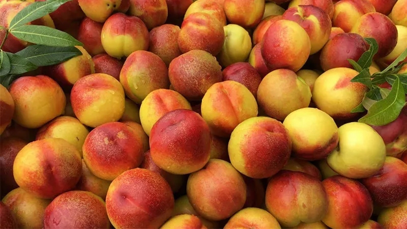 Sapa peaches: Sweet flavor from Northwest mountain rattan 9