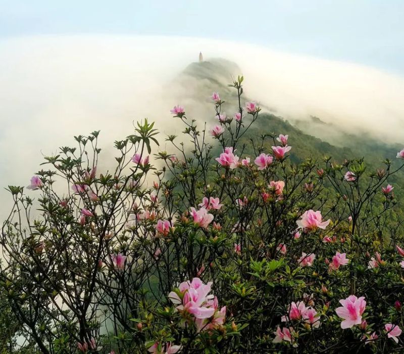 Experience traveling to Ba Vi 1 day on your own 6