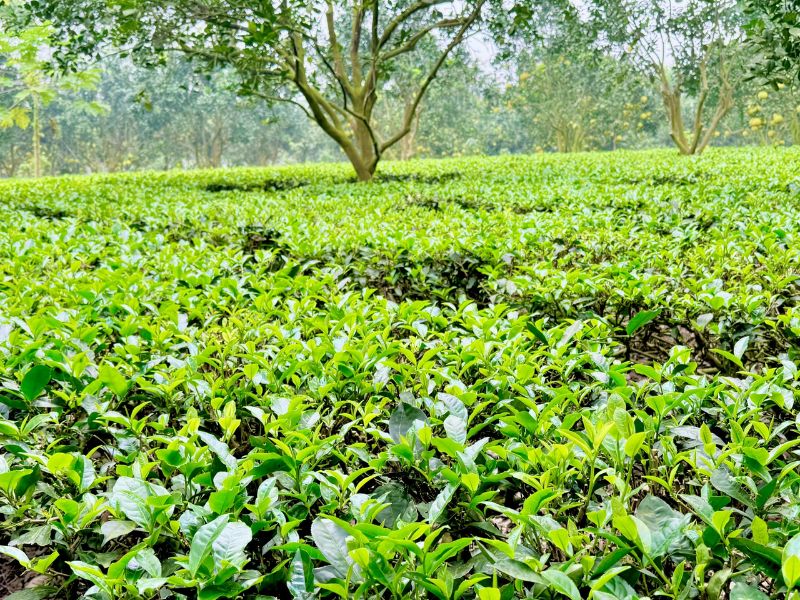 Ba Vi travel experience 2 days 1 night self-sufficient from A - Z 11