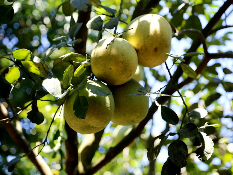 Hue Thanh Tra fruit: A cool specialty with the flavor of the Perfume River 2