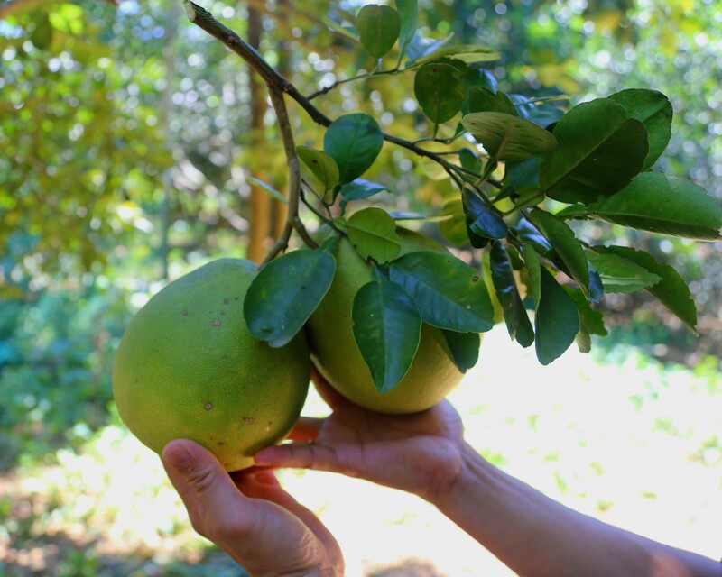 Hue Thanh Tra fruit: A cool specialty with the flavor of the Perfume River 6