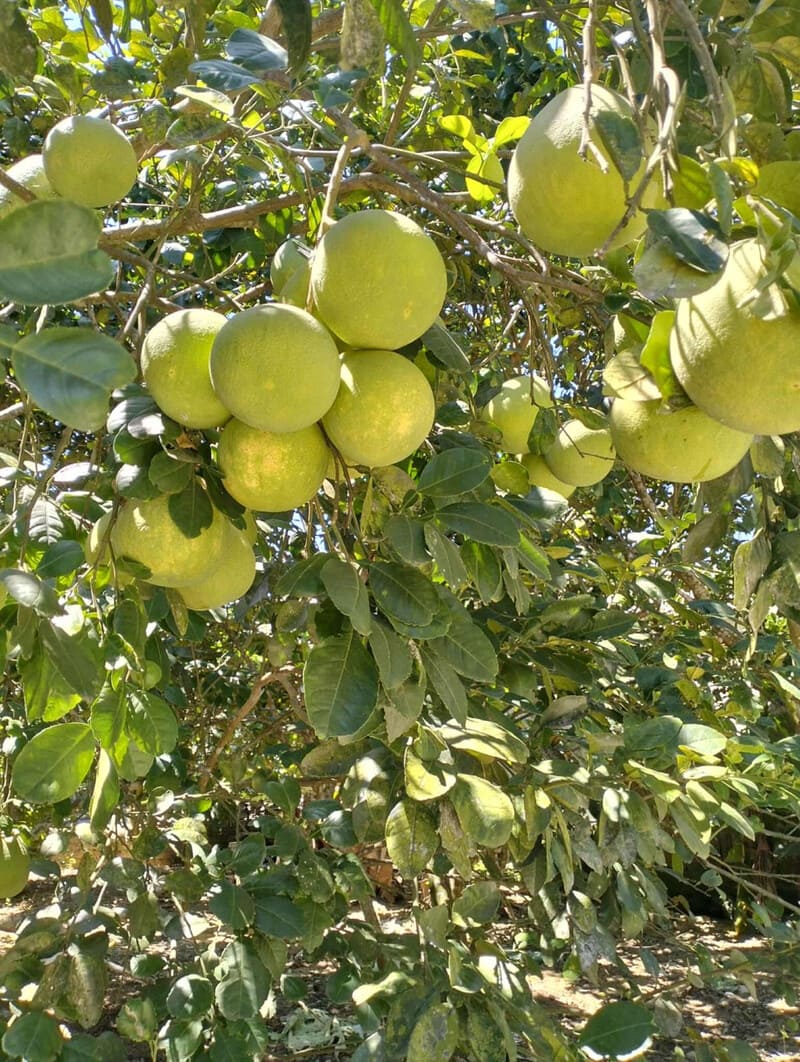 Hue Thanh Tra fruit: A cool specialty with the flavor of the Perfume River 5