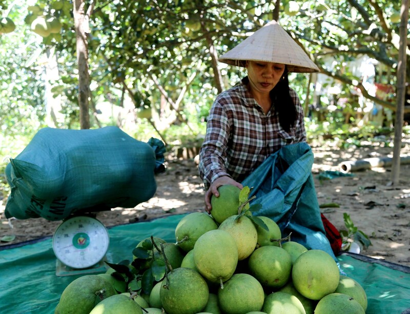 Hue Thanh Tra fruit: A cool specialty with the flavor of the Perfume River 8