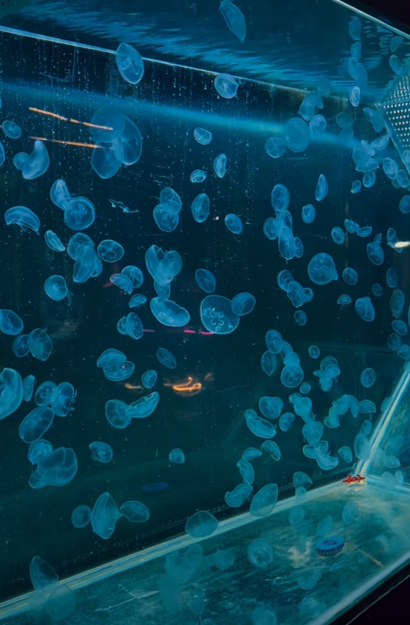 Alien Coffee: The first jellyfish aquarium cafe in Saigon 6