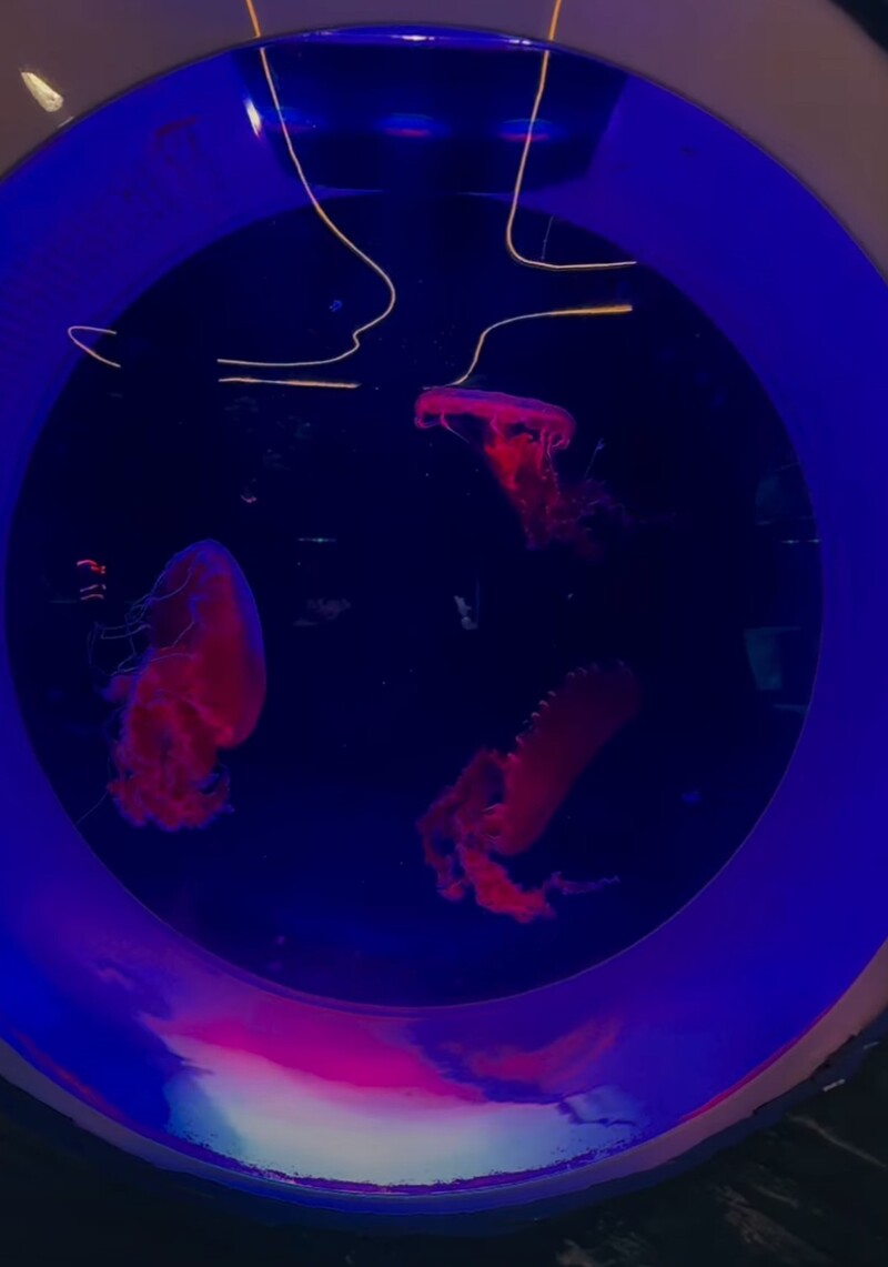 Alien Coffee: The first jellyfish aquarium cafe in Saigon 7