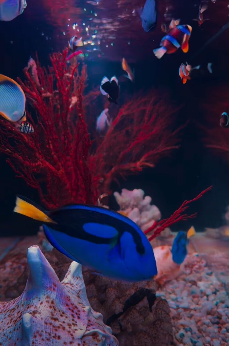 Alien Coffee: The first jellyfish aquarium cafe in Saigon 8