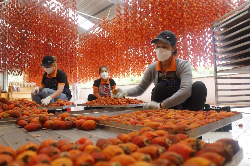 Dalat wind-hanging persimmon: A nostalgic specialty gift of the land of dreams 2