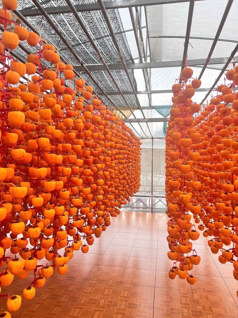 Da Lat wind-hanging persimmon: A nostalgic specialty gift of the land of dreams 7